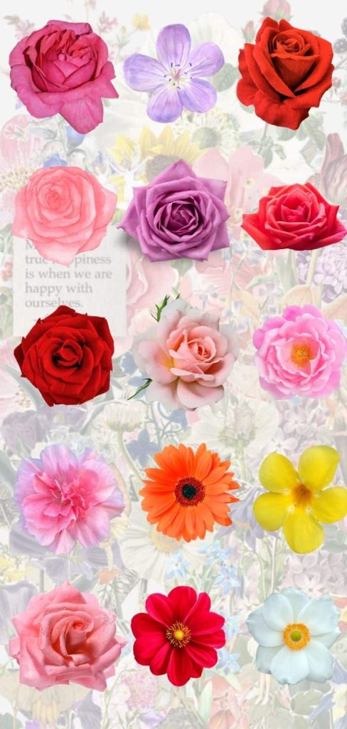 Pressed flower collages